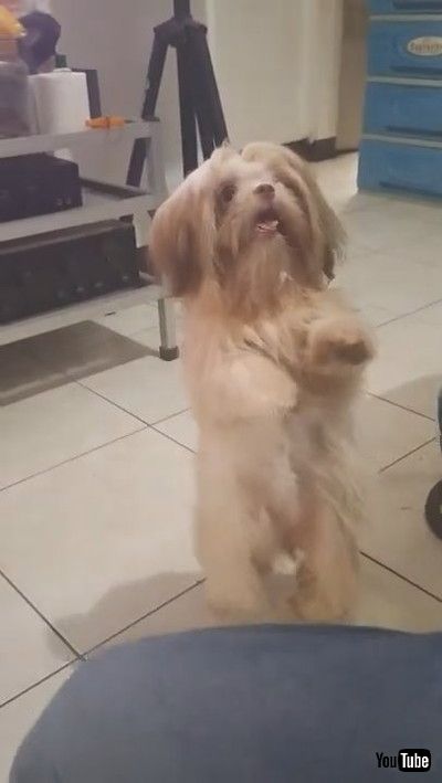「Fluffy Pup Dances A Jig || ViralHog」
