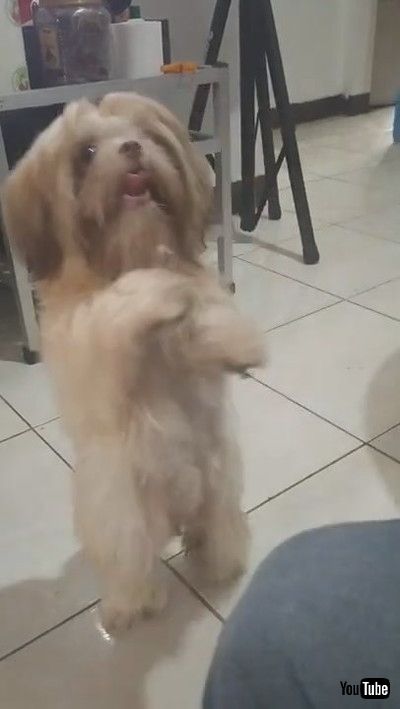 「Fluffy Pup Dances A Jig || ViralHog」