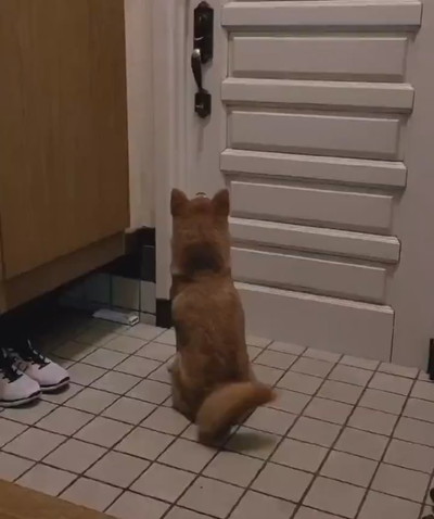 柴犬お父さん