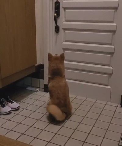 麦くんのお出迎え