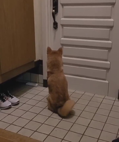 麦くんのお出迎え