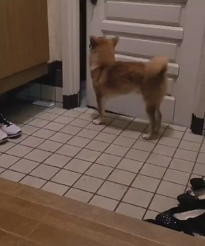 麦くんのお出迎え