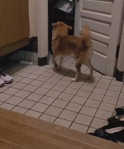 麦くんのお出迎え