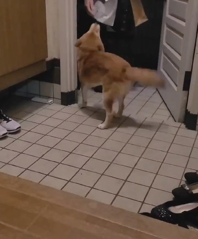 麦くんのお出迎え