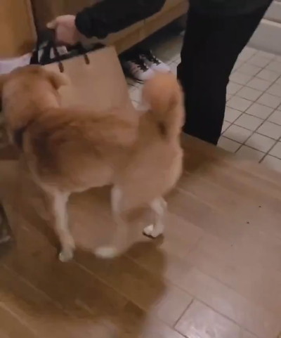 麦くんのお出迎え