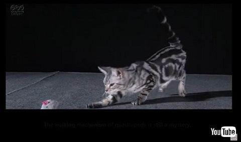 猫ロボット