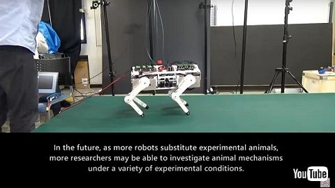 猫ロボット