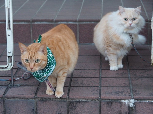 猫ちゃん散歩