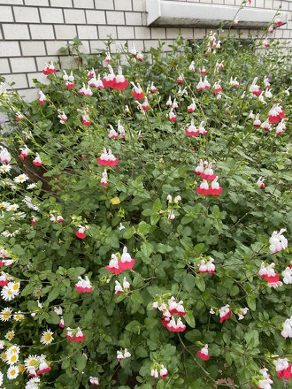 ミッフィーみたいなお花