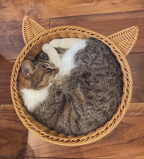 カゴに入る猫ちゃん