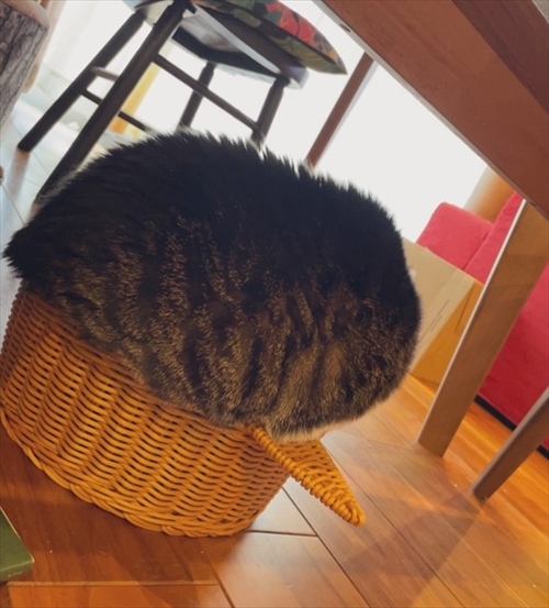 カゴに入る猫ちゃん