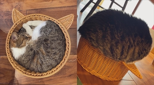 カゴに入る猫ちゃん