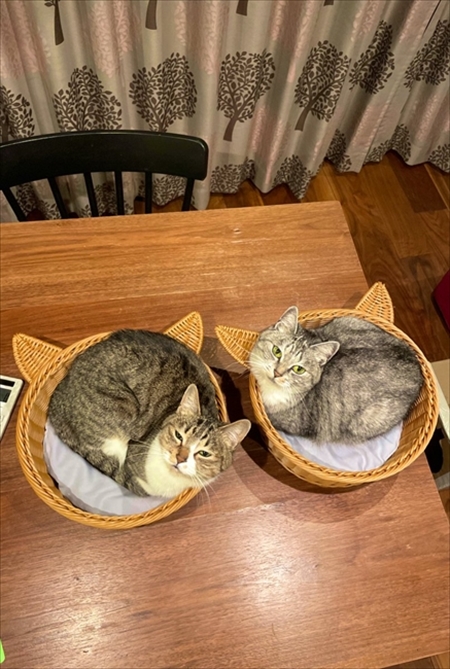 カゴに入る猫ちゃん