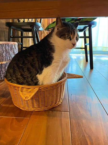 カゴに入る猫ちゃん