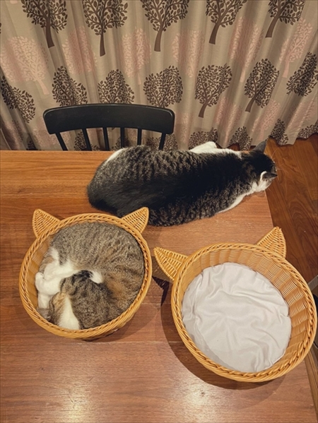 カゴに入る猫ちゃん