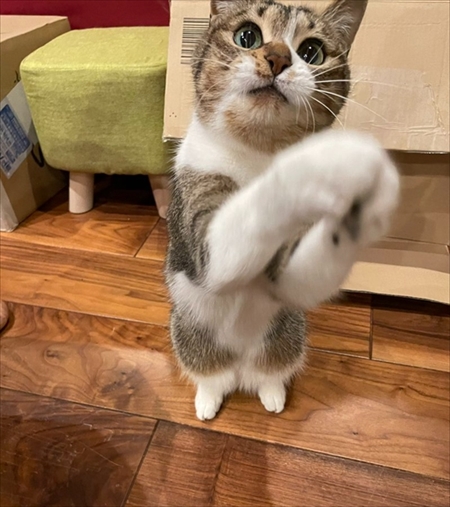 カゴに入る猫ちゃん