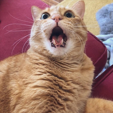 カゴに入る猫ちゃん
