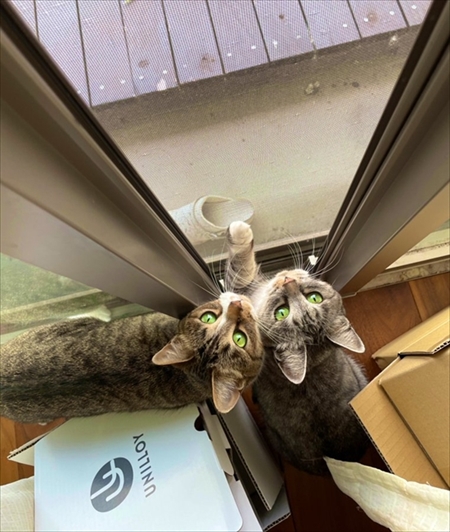 カゴに入る猫ちゃん
