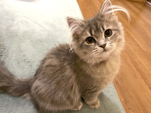 子猫