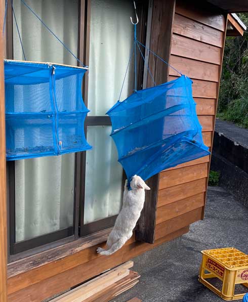 良い天気 魚 干物 干し網 助けて 野良猫