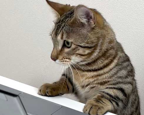 トイレから戻ったら 猫 オンライン会議 PC ジェネッタ