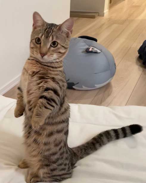 トイレから戻ったら 猫 オンライン会議 PC ジェネッタ