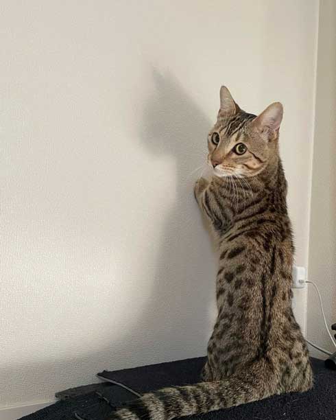 トイレから戻ったら 猫 オンライン会議 PC ジェネッタ