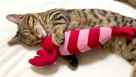 トイレから戻ったら 猫 オンライン会議 PC ジェネッタ