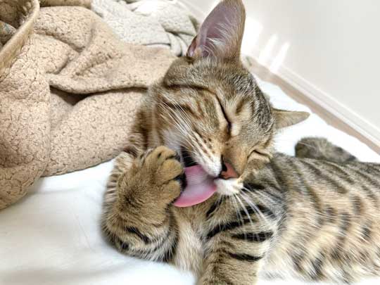 トイレから戻ったら 猫 オンライン会議 PC ジェネッタ