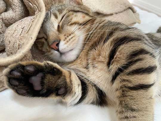 トイレから戻ったら 猫 オンライン会議 PC ジェネッタ