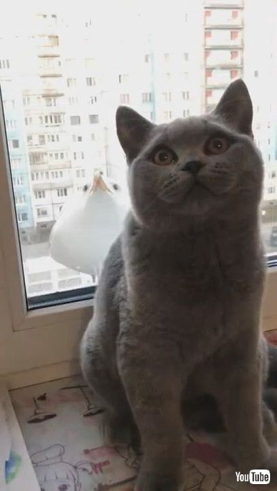 「Captivated Cat and Seagull || ViralHog」