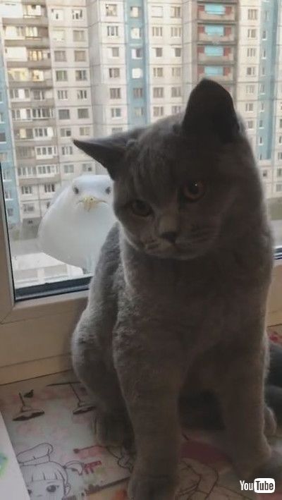 「Captivated Cat and Seagull || ViralHog」