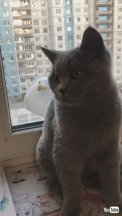 「Captivated Cat and Seagull || ViralHog」