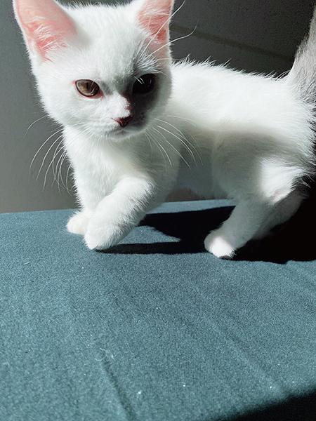 猫