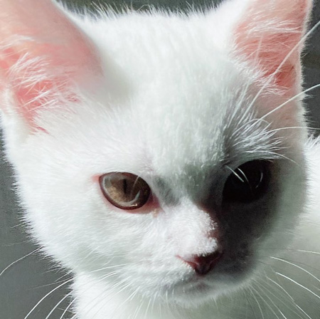 起こしにきたまおくんトリミングアップ