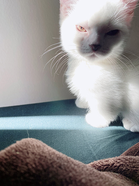 凶悪なお顔のまおくん