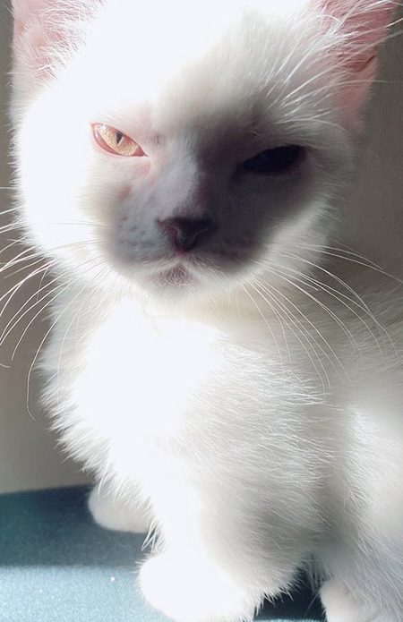 凶悪なお顔のまおくんアップ