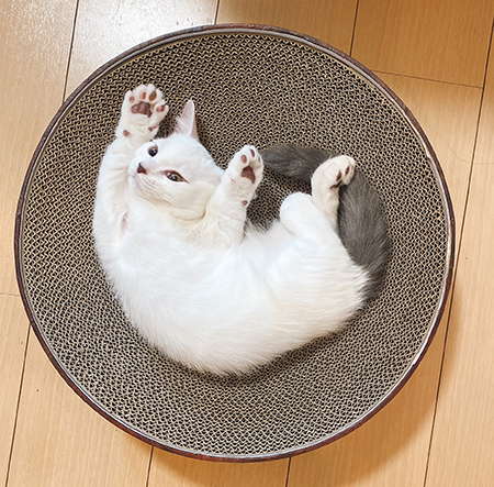 へそ天まおくん