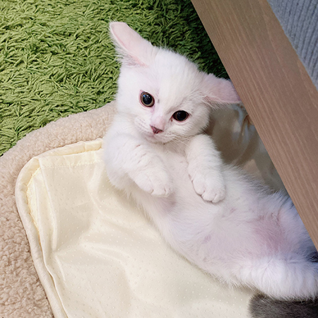 イカ耳まおくん