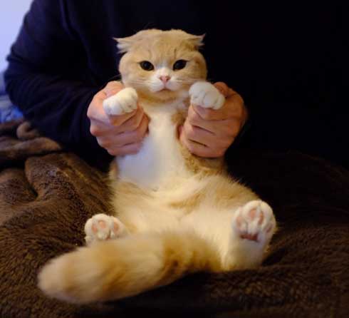 寝てるとき 猫 飼い主 記憶 消している 飽きない 漫画 凸ノ高秀