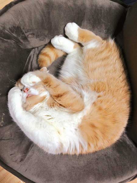 寝てるとき 猫 飼い主 記憶 消している 飽きない 漫画 凸ノ高秀