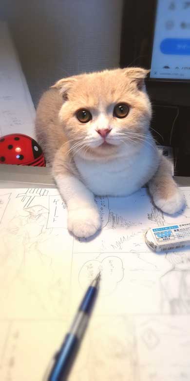 寝てるとき 猫 飼い主 記憶 消している 飽きない 漫画 凸ノ高秀