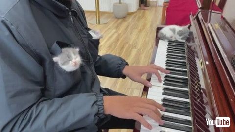 「Kittens Listening to Piano Music Fall Asleep || ViralHog」