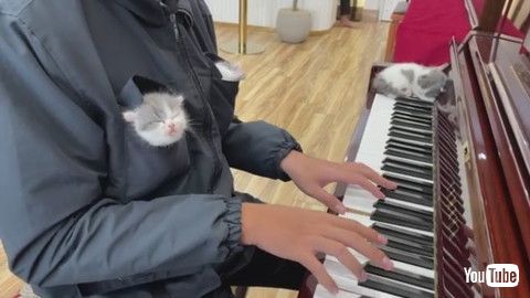 「Kittens Listening to Piano Music Fall Asleep || ViralHog」