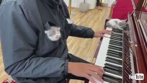 「Kittens Listening to Piano Music Fall Asleep || ViralHog」
