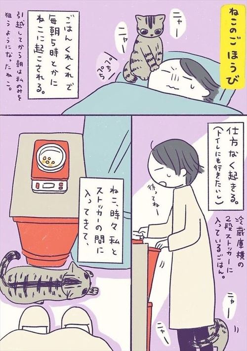 猫