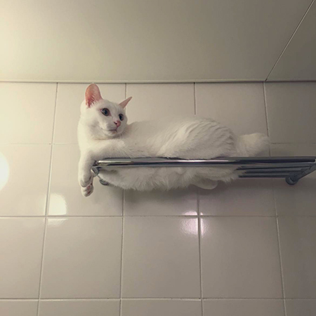 タオルに擬態しつつ振り返るしろいの