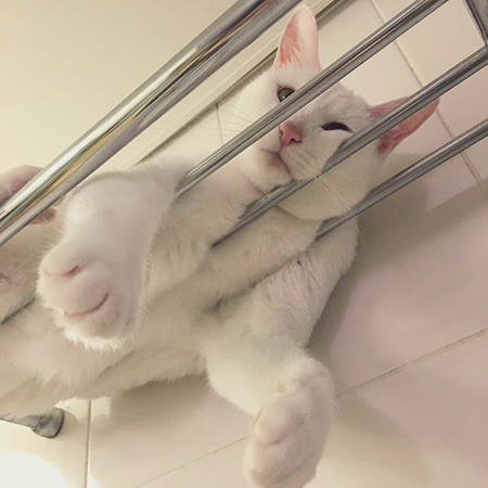 掛けたタオルに擬態するやっこさん