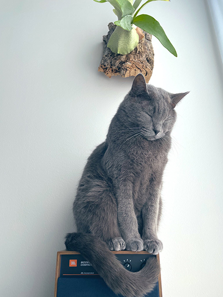 光合成するグレーのちゃん