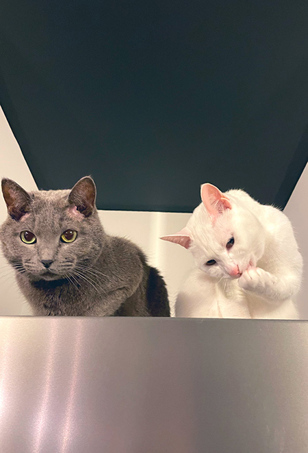 グレーのさんとやっこさん